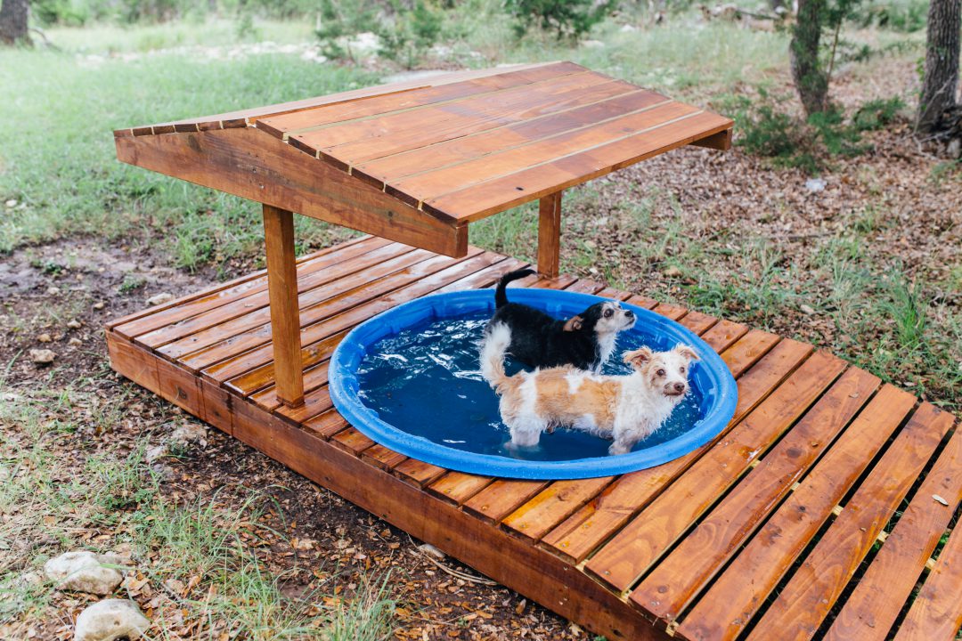 Dog Pool 14